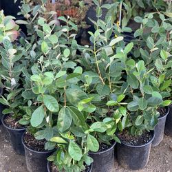 $25 Each Feijoa Sellowiana Pineapple Guava Live Fruit Tree Plant Bush Shrub One Gallon Pot approximately 1 to 2 ft tall  $25 Each  CASH ONLY