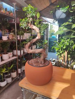Ginseng Ficus Bonsai Tree