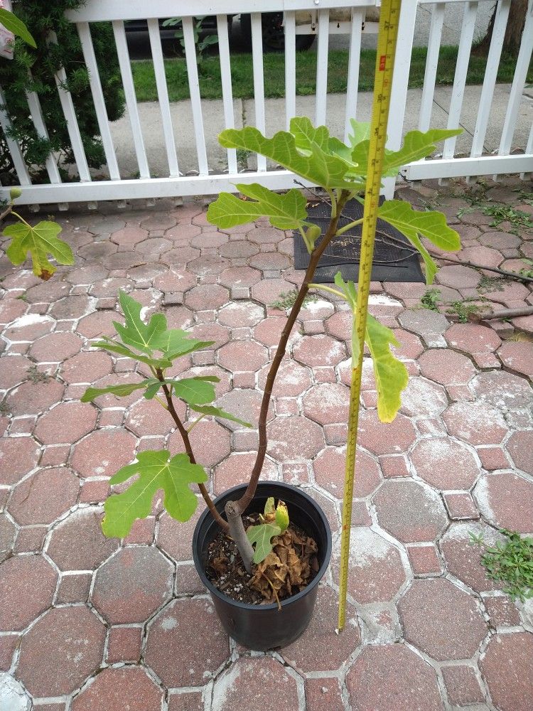 Young Fig Tree