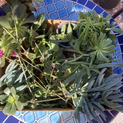 Free Succulent And Umbrella plant Cuttings/ Must Pick Up In Lakeside 92040