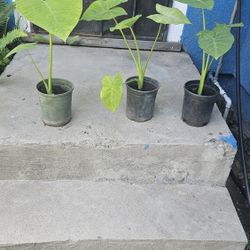 3 Elephante Ear Plant Left  5 Each