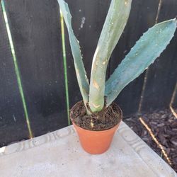 Agave and Aloe Vera Succulents 