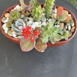 Succulents 