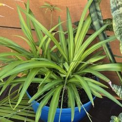 Spider Plants 