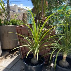 Plant For Sale
