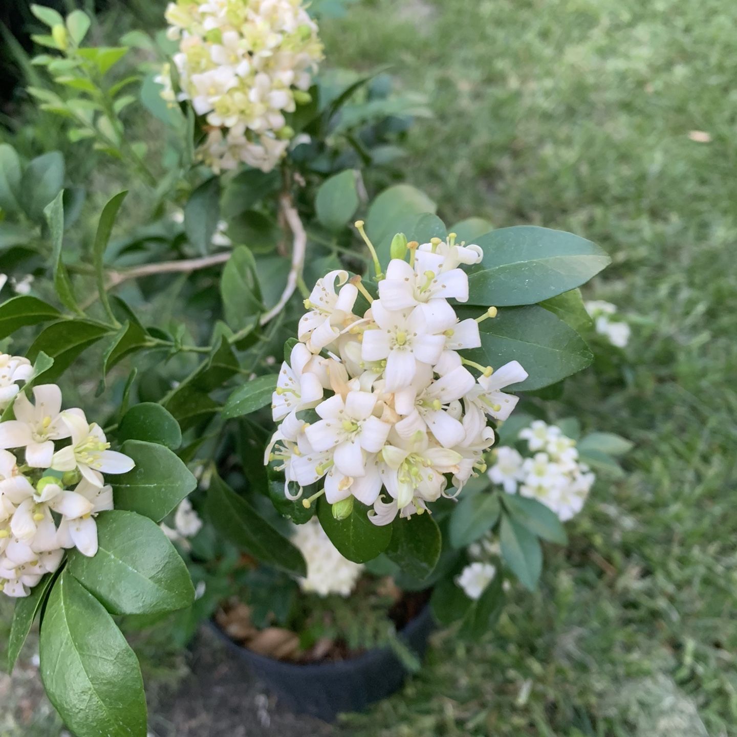 Orange Jasmine Flower Plant With Flower (3 Galon Pot)