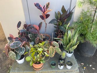 Plant Bundle (Must Take All!)