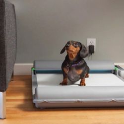 BrilliantPad Self Cleaning Dog Potty