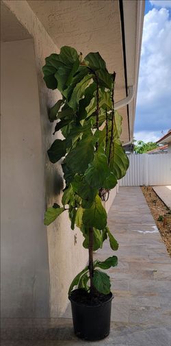 Fiddle Leaf Fig