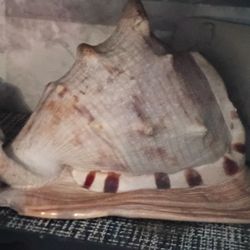 Collection Of Shells