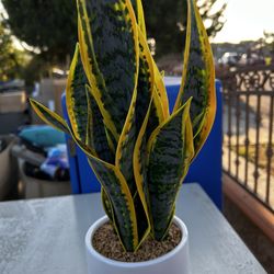 Brand New Fake Plant