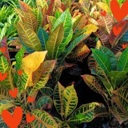 Croton Petra Privacy Hedge Plants 🌿💚💛 7gl $16