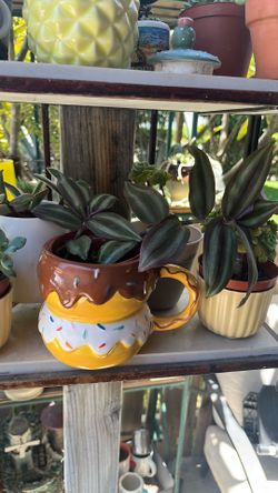 Tradescantia