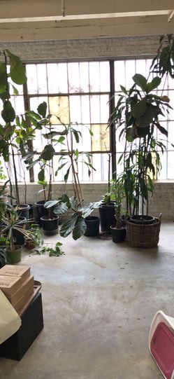 Lots of plants, interior and exterior