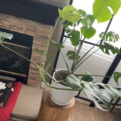 Monstera Split Leaf House Plant in White Ceramic Pot (Extra Large)