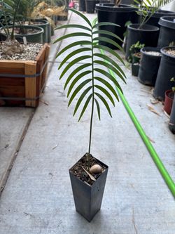 Encephalartos inopinus cycad seedling