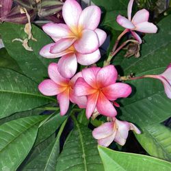 30 Plumeria
