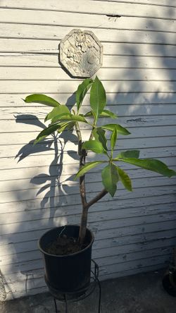 Plumeria Plant, 34 inches tall