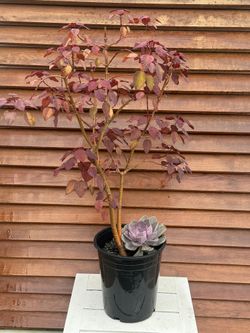 Red Tree Plant + Succulent