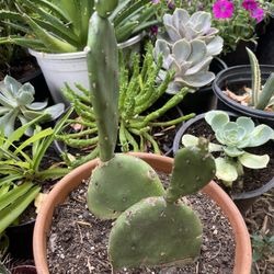 Cuctus Plant In Clay Pot