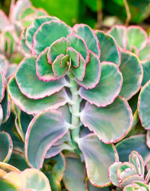 Variegated Kalanchoe Fedtschenkoi "Lavender Scallops" Succulent Plants 🪷🌿