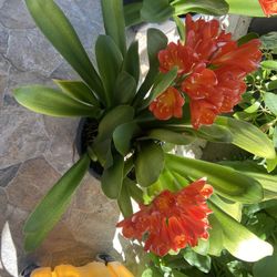 Clivia Flowering Plant 