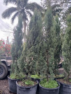 Italian Cypress Sale! 8ft $250
