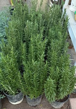 Rosemary Or Romero Is Big In One Gallón $12 Each Price Firm