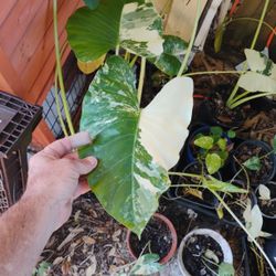 Variegated Elephant Ears 
