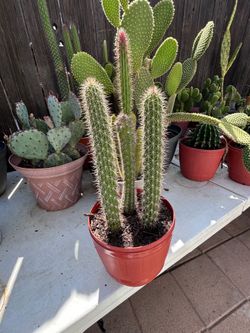 Cactus plant