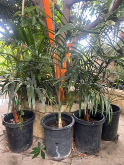 Chamedorea Palm tree