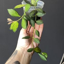 ✨Hoya sp. aff. Burtoniae | Red & Yellow Flower✨
