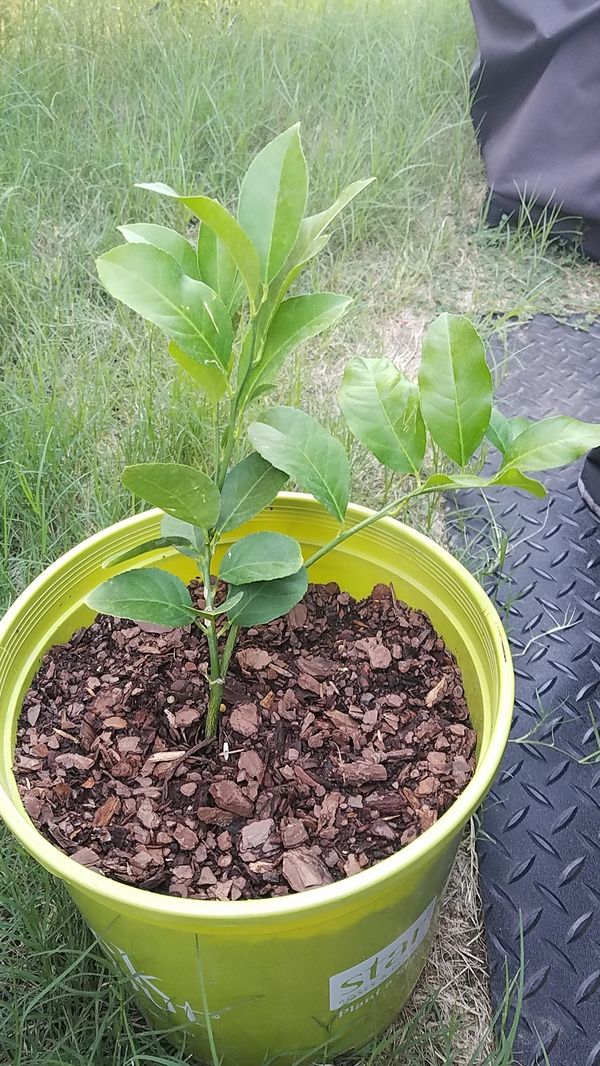 Improved Meyer Lemon Tree for Sale in Princeton, TX OfferUp