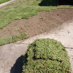 Grass Sod Sacate 