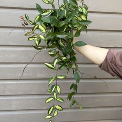 6” hoya princess