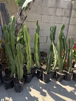 2ft - 3ft Tall Cactus for $25 each