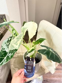 Alocasia Frydek Variegated
