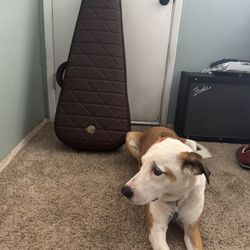Roadrunner Padded Gig Bag/Case