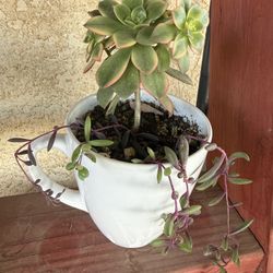 Succulents In A Tea Pot