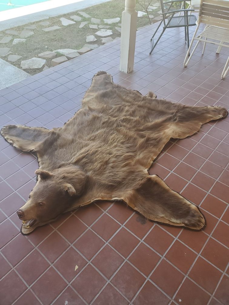 Vintage Authentic Genuine Bear Skin Hide Rug