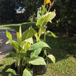 Cannaly Lilly Plant 