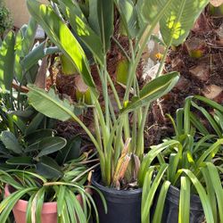 Plants