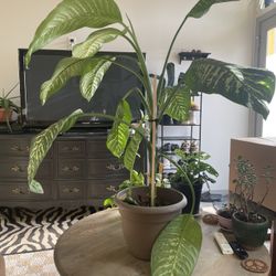 Leopard Lily House Plant