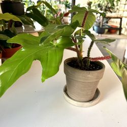 Philodendron Squamiferum 