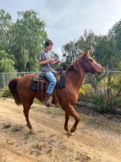 Horse