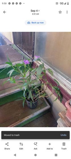 Petunia Mexicana 1g