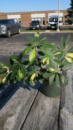 14+" tall healthy Umbrella plant in a plastic 6" pot