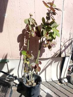 African milk bush (planta de la vida)
