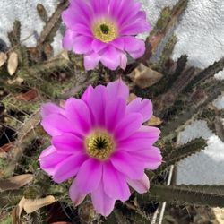 Echinocereus pentalophus 🌵🌵🌵🔥