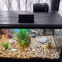 10 Gallon Aquarium